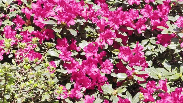 Slow motion close view of magenta rhododendron blossoms with green foliage and rich floral detail. Elegant spring footage in 4K Dolby Vision HDR
