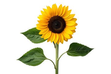 Fototapeta premium A bright yellow sunflower with green leaves on a white background, showcasing nature's beauty and the vibrant essence of summer flora