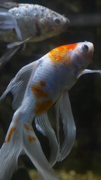 Comet goldfish Veiltail moving in aquarium tank with clear water, ideal for pet industry and education visuals. Aquarium fish emphasizes domestic care and aquatic habitat.
