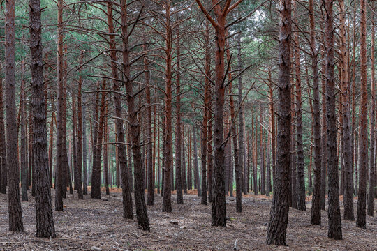 Scots pine forest. Pinus sylvestris. La Cabrera, Le&oacute;n, Spain.