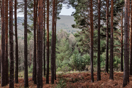 Scots pine forest with the mountain in the background. Pinus sylvestris. La Cabrera, Le&oacute;n, Spain.