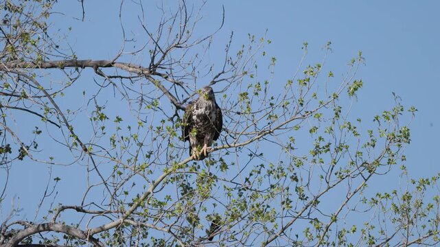 Juvenile Bald Eagle and Common Grackle Perched in Tree