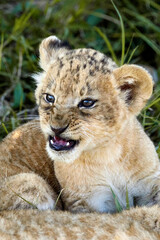 Fototapeta premium lion cub in the grass in the Masai Mara Kenya