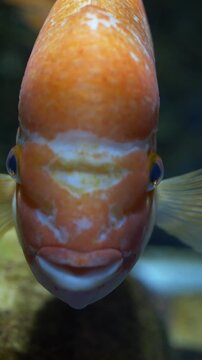 Closeup amphilophus citrinellus midas cichlid in aquarium water with detailed orange texture, exotic fish for premium pet and aquarium business visuals. Cichlid emphasizes ornamental species value.