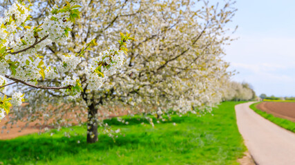 Fototapeta premium Cherry trees bloom along a path in spring with green grass and blue sky in the background