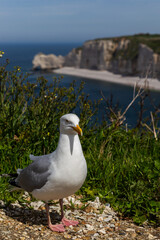 Fototapeta premium black headed gull