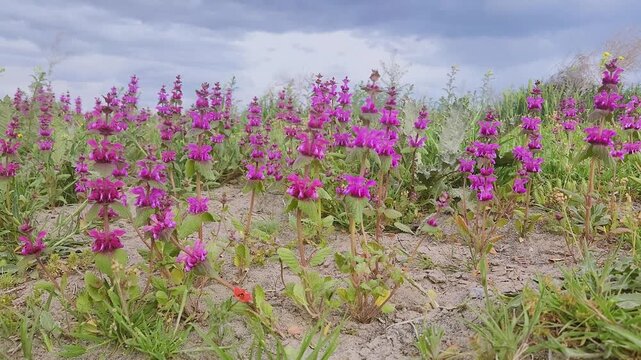 In spring,  beautiful blooming Lamium orientale flowers are swaying with dusty wind beside a field crop in Karapinar, Konya