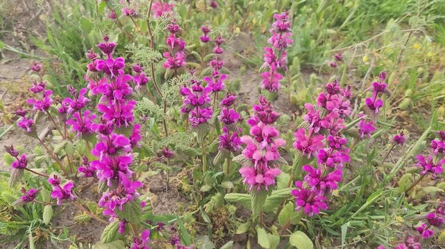 In spring,  beautiful blooming Lamium orientale flowers are swaying with dusty wind beside a field crop in Karapinar, Konya