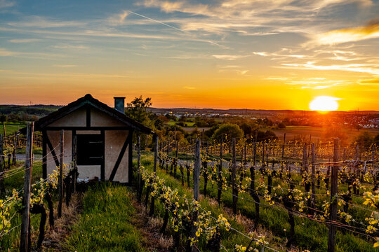 Weinberge im Abendlicht im Fr&uuml;hjahr