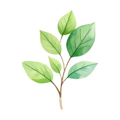 Obraz premium watercolor popular green leaf tropical season. element collection