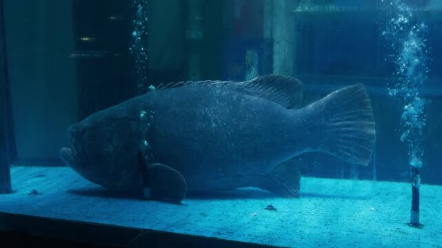 Goliath grouper resting on sandy tank floor in deep blue aquarium, highlighting massive size and calm, serene underwater habitat for educational public display and conservation