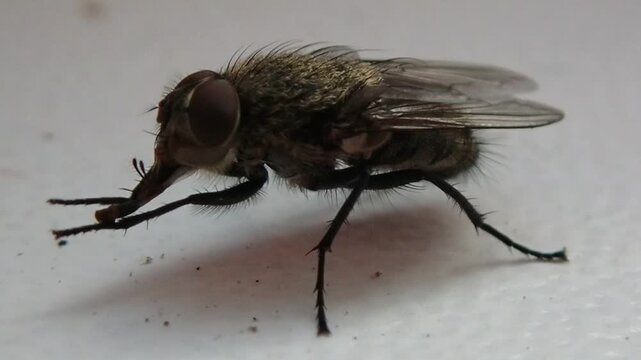 Fly cleans its proboscis and front legs, macro