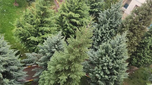 Spring interrupted: snowflakes gently resting on evergreen needles as winter makes a sudden comeback.