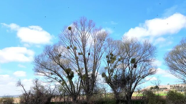 In April on willow trees, Mistletoe (Viscum album) , a semi-parasitic plant growing on tree branches, drawing water and minerals from host trees while spreading through birds and potentially weakening