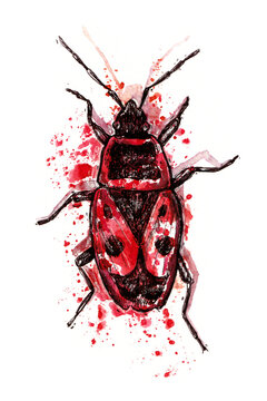 Red Firebug (Pyrrhocoris apterus) on a white background. Decorative ink illustration for print, sticker, poster.