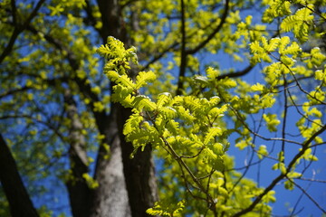 Fototapeta premium Junge hellgrüne Blätter einer Ungarischen Eiche (Quercus frainetto) vor blauem Himmel im Frühling