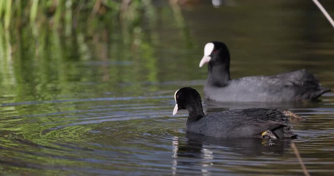 Two Eurasian coots grazing on fresh grass at the edge of a pond in spring, natural wildlife behavior, slow motion