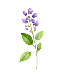 Fototapeta premium A lilac flower branch with purple and pink blossoms isolated on a white background