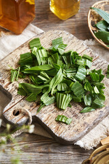 Preparation of herbal syrup from ribwort plantain leaves © Madeleine Steinbach