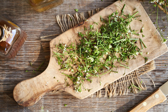 Blooming shepherd's purse herb on a table - ingredient for herbal tincture