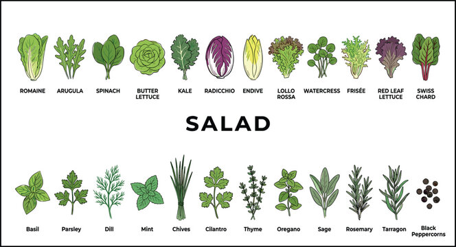 Salad ingredients and fresh herbs collection with leafy greens vegetables and seasoning plants representing healthy food nutrition and organic cooking concept