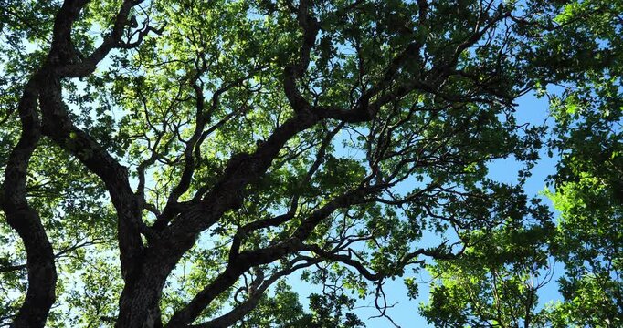 Trunk of oak against the blue shy during the Spring season. France