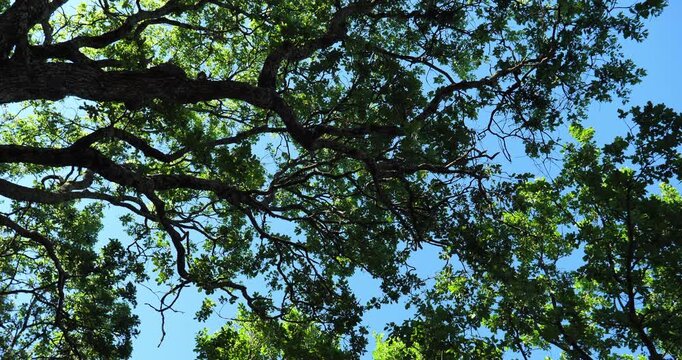 Trunk of oak against the blue shy during the Spring season. France