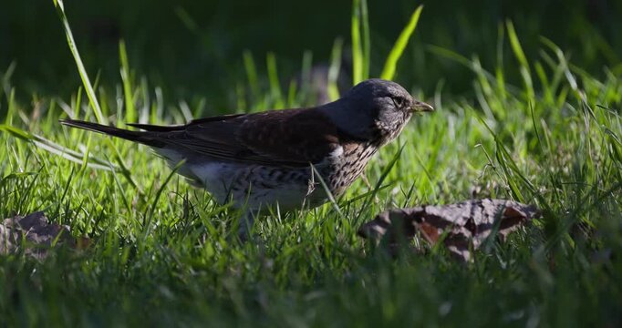 Fieldfare foraging in green grass hunting earthworms and eating prey, close up, slow motion, wildlife scene