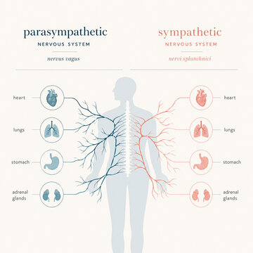 Minimalist Nervous System Diagram Illustration &mdash; Parasympathetic Vs Sympathetic System Editorial Medical Infographic