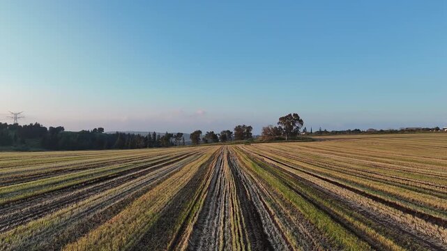 Horizontal Wide-Angle Drone View of Symmetrical Harvested Rows in an Agricultural Field under a Clear Blue Sky at Golden Hour
