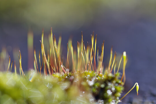 Close-up of nodding moss surrounded by tall moss and bright sunlight, long green-purple stems of nodding moss and bokeh, Pohlia nutans