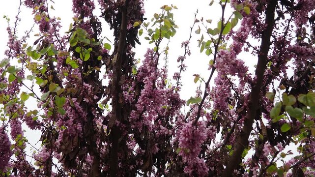Cercis siliquastrum, European Cercis, Judas tree or Judas-tree is small deciduous species of redbud in flowering plant family Fabaceae. Prolific display of deep pink flowers in spring. City park