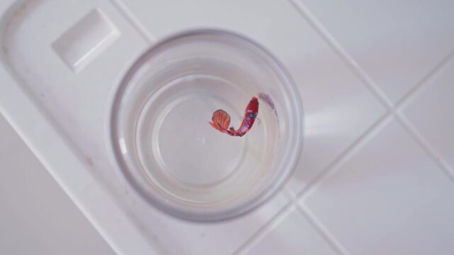 Small betta fish swims in clear plastic cup filled with water