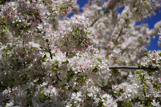 Bl&uuml;hender Japanischer Wildapfel (Malus floribunda) im Fr&uuml;hling