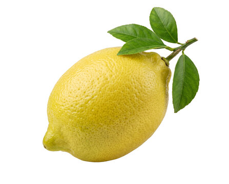 Isolated Whole lemon with thin waxy skin texture rendered in butter-yellow and lime-green