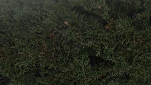 Jib traveling roof tree courtyard Matadepera day overcast mountain bush