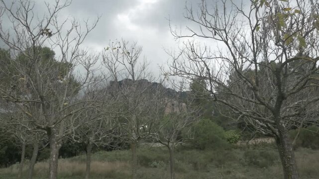 Trees right grass jib pan branches dry winter day sky overcast mountain nature