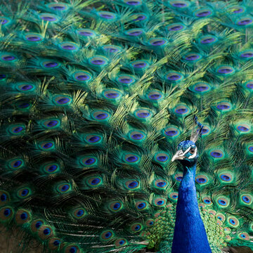 Male Peacock with Vibrant Fan of Feathers