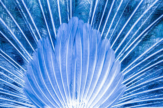 Blue Feather Close Up Texture