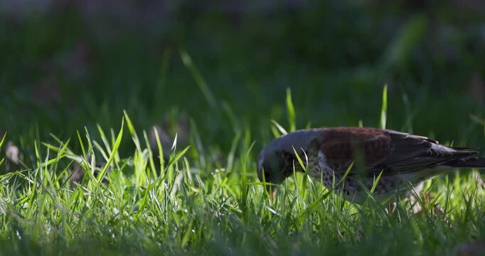 Fieldfare foraging in green grass hunting earthworms and eating prey, close up, slow motion, wildlife scene