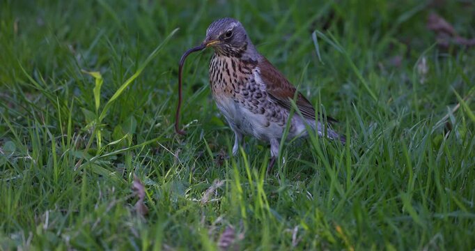 Fieldfare foraging in green grass hunting earthworms and eating prey, close up, slow motion, wildlife scene