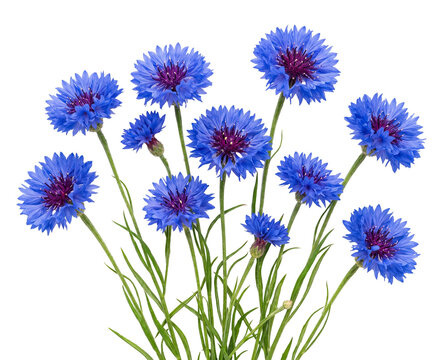Isolated Cornflower blue blooms with layered ruffled petals and burgundy center disk, mul