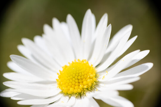 blume g&auml;nsebl&uuml;mchen natur pflanze nah makro