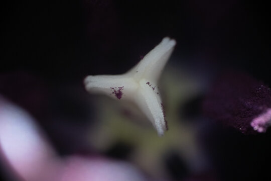 bl&uuml;te stempel makro nah natur pflanze