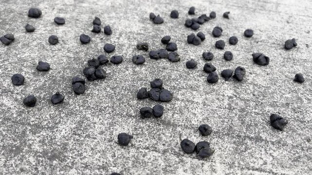 Goat Droppings on Concrete Surface