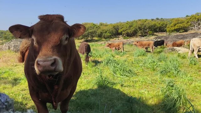 Toro semental para cria de carne