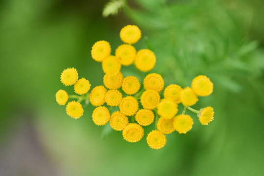 Close-up of tanacetum vulgare yellow blooms in natural green setting