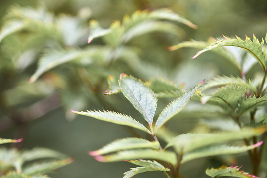 Close-up of serrated sambucus leaves with soft natural background