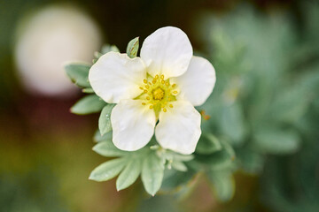 Obraz premium Close-up of dasiphora fruticosa white flower with yellow center in soft natural light