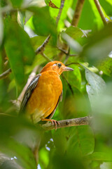 Fototapeta premium Moments of birds 